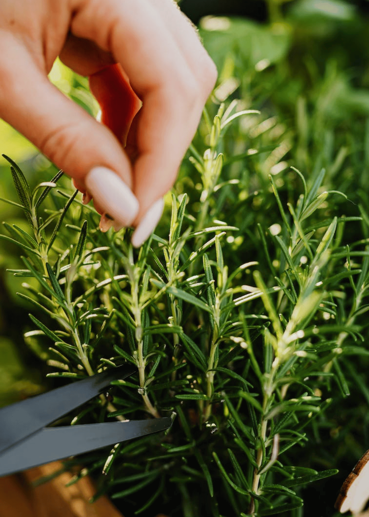 rosemary shampoo 